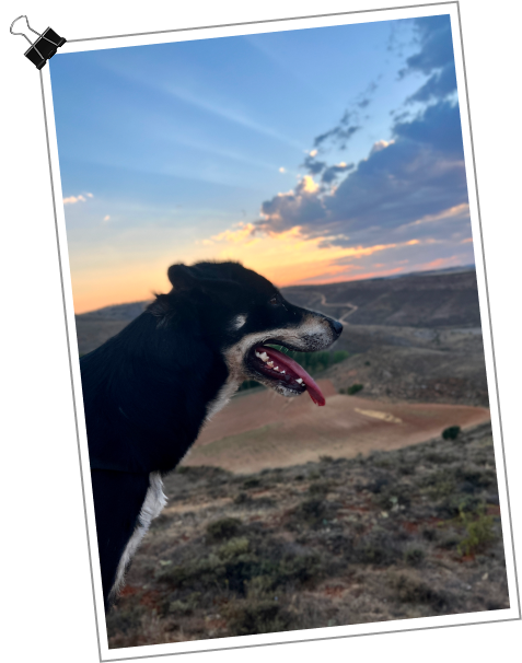 The Art Of Racing In The Rain Images