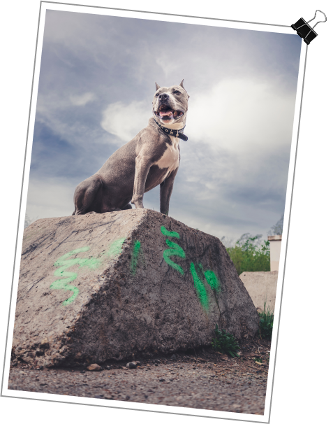 Turner & Hooch Image