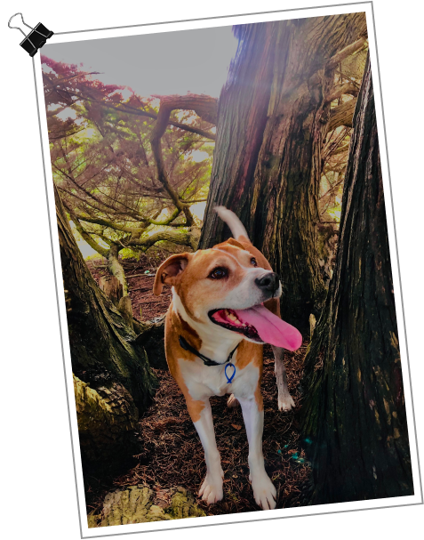 Where The Red fern Grows Image