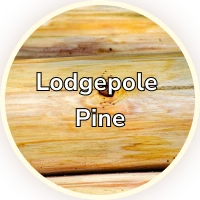 Lodgepole Pine