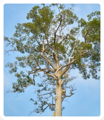 Properties OF Hardwood 1_