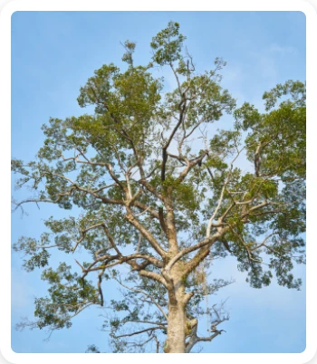 Properties OF Hardwood 4