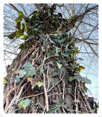 Properties OF Hardwood 2