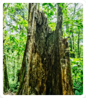 Properties OF Hardwood 3