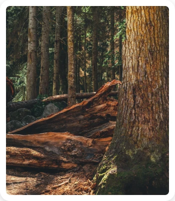 Properties of Softwood 1