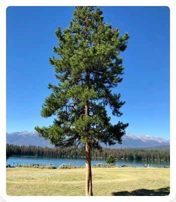 Properties of Softwood 2