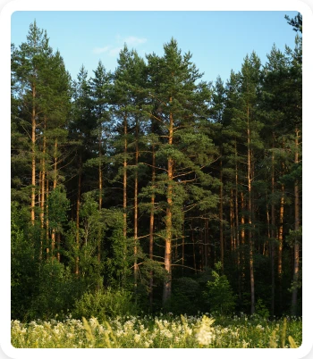 Properties of Softwood 3