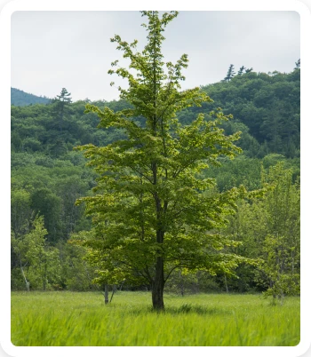 Properties of Softwood 4