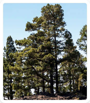 Properties of Softwood 5