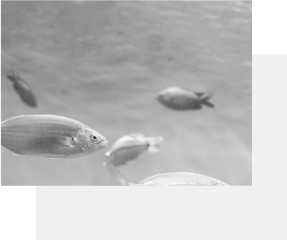 Top Animation In Their Category 1