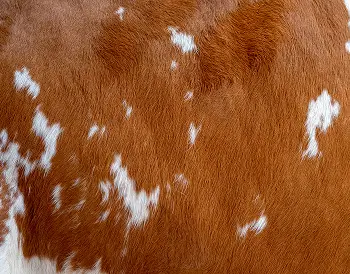 animal skin leather - img new