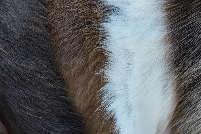 breeds of cows leather - img new