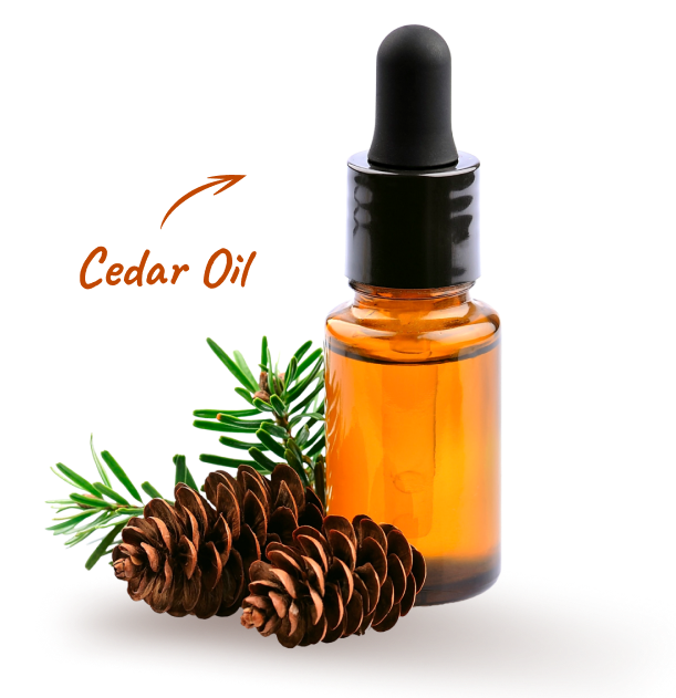 cedar-oil